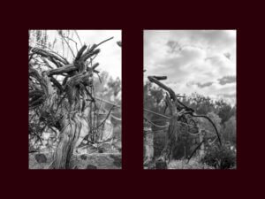 Vigneti-Custodia-e-dono_